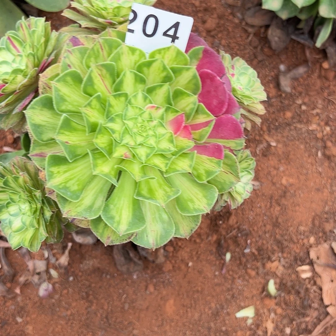 精品多肉植物204知否
