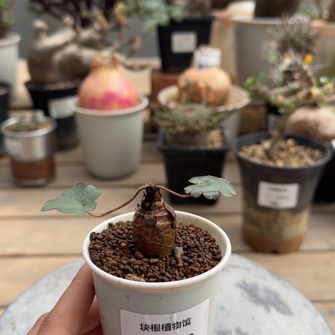 219肾叶洋葵不带盆