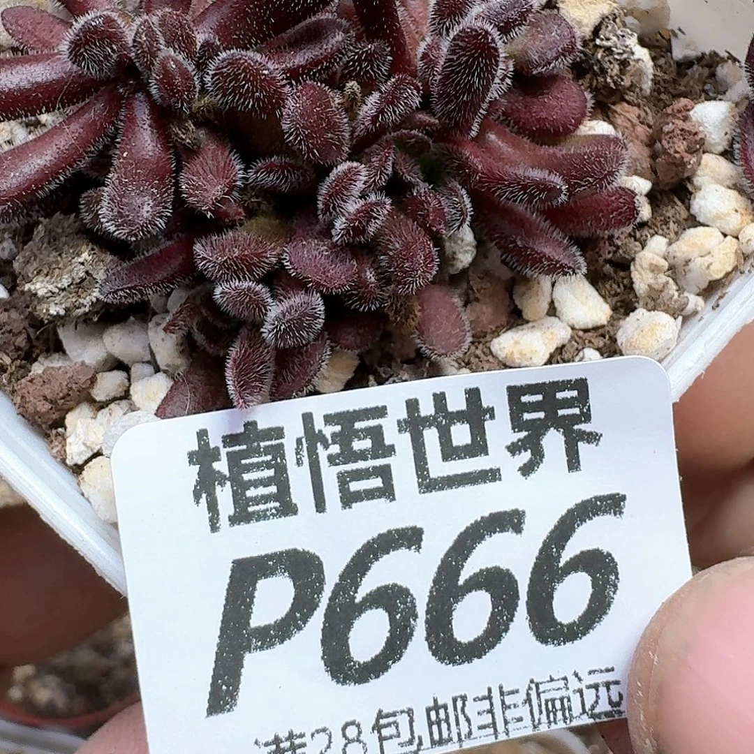 多肉植物的润泽发发