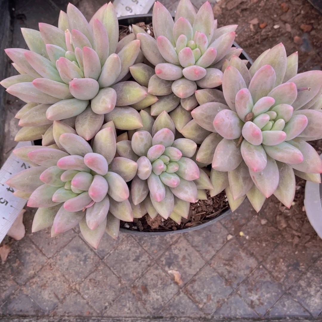 红蜻蜓一颗脱土发货5头起