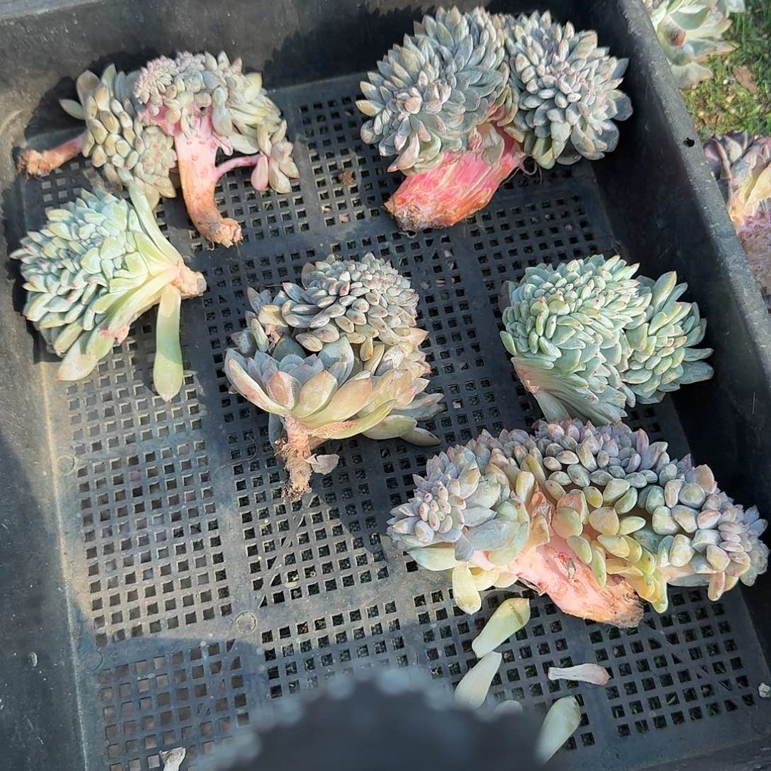 星影缀化一筐瑕疵呀呀