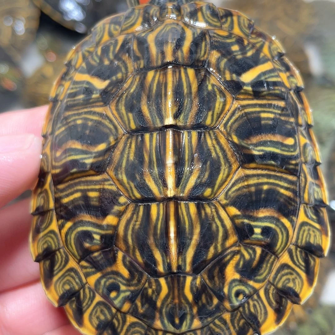 宠物龟不分公母7.5