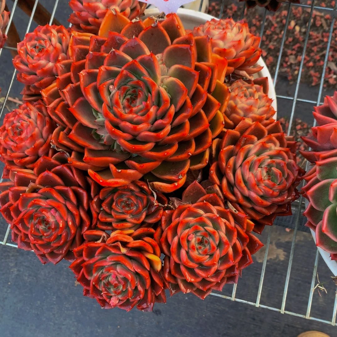 一物一拍1636-30-78