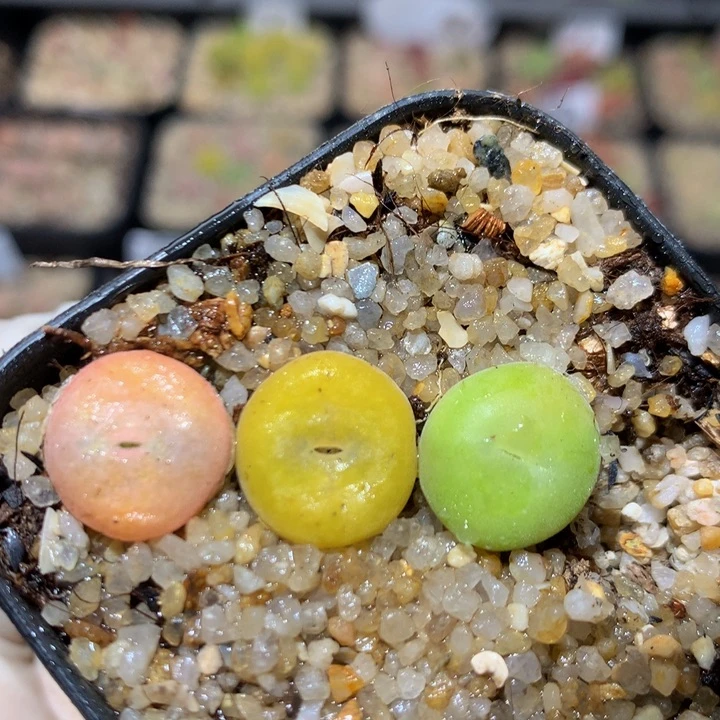 zzz精品生石花1832