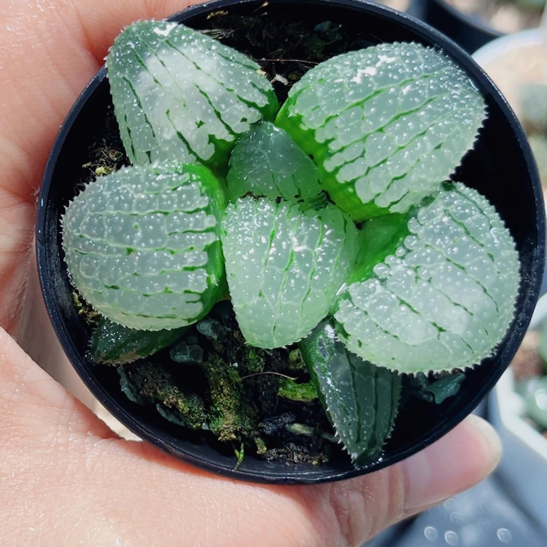 天空之镜多肉植物6666