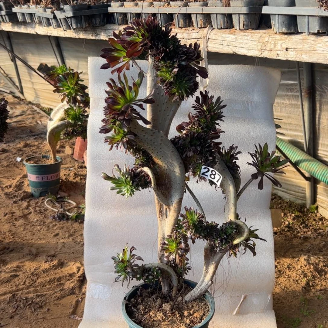 有伤黑缀287高度47厘米