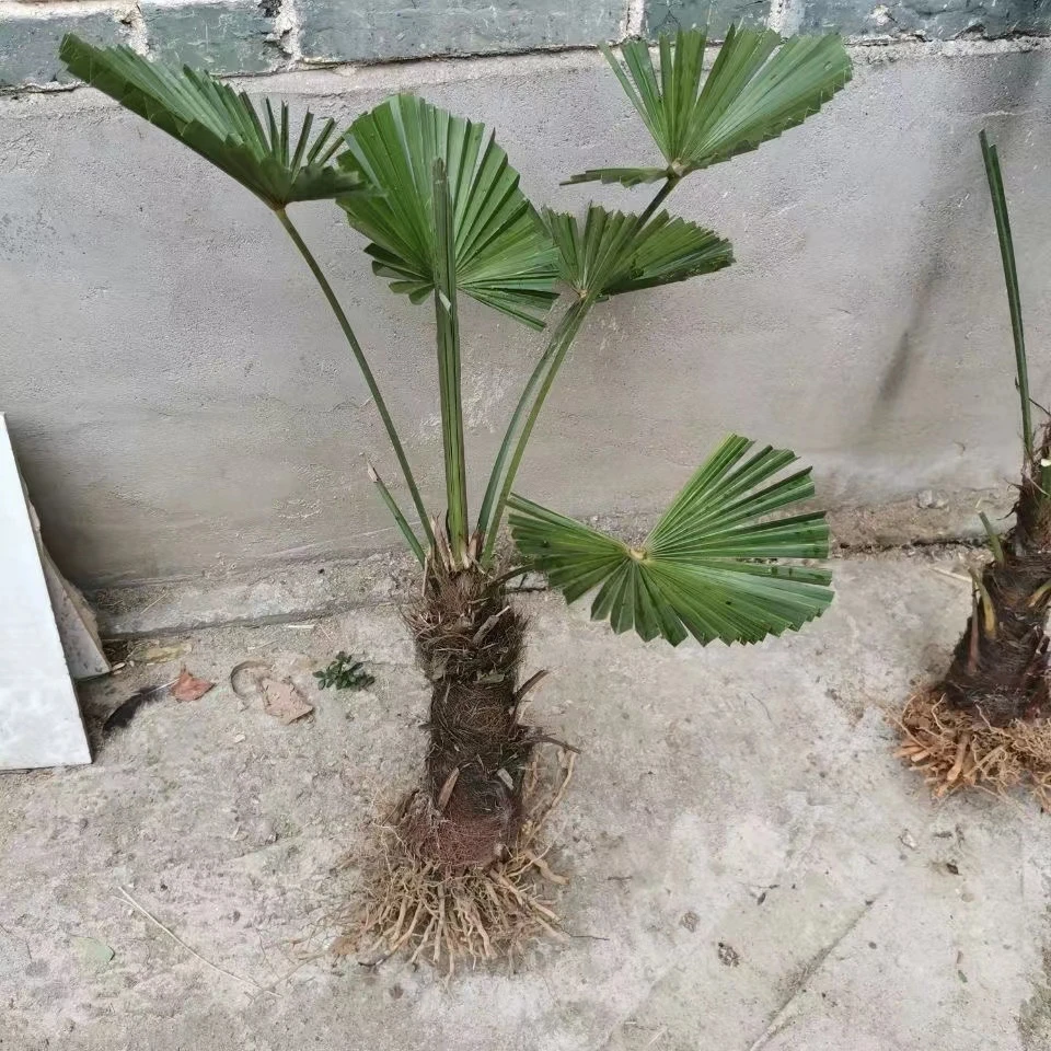 新疆西藏包邮棕树苗棕榈树苗新鲜棕榈树扇子树葵蒲扇棕竹苗棕榈大
