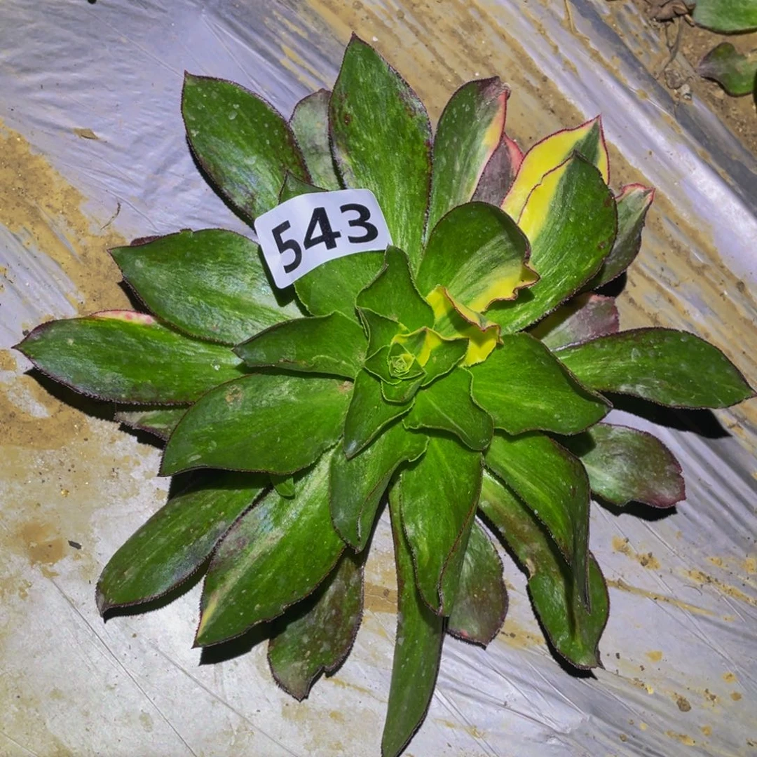 魅影花脸的润泽说543