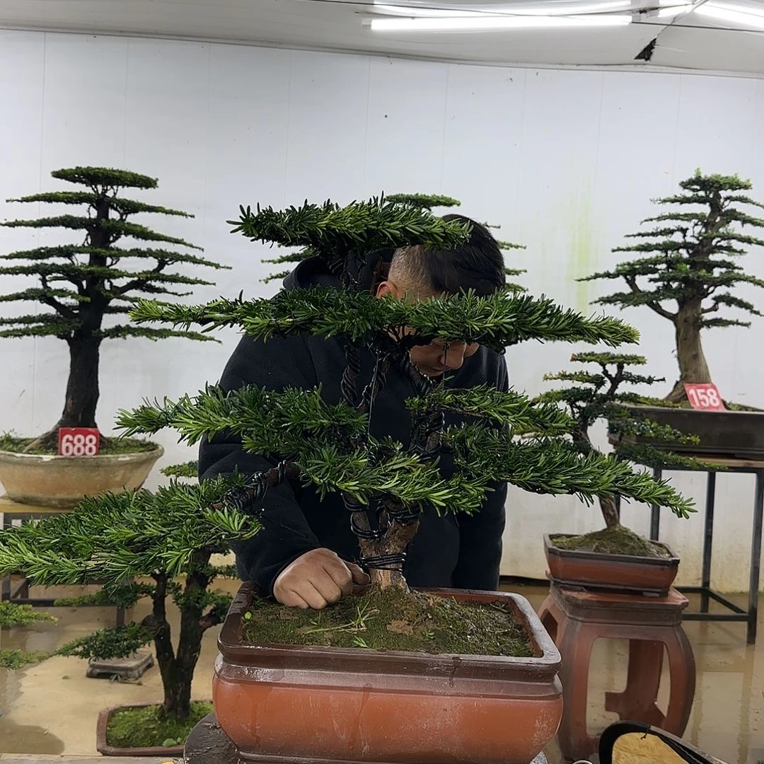 完全开放盆景园林……