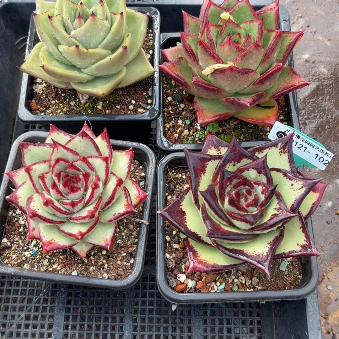 多肉编号0121-102