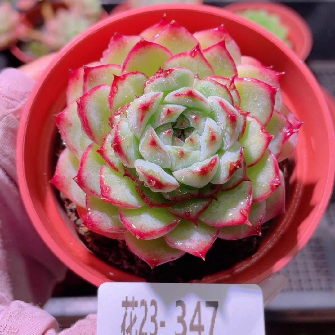 花利美23-347薄荷冰沙