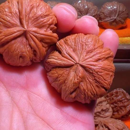 阴阳双修雌雄性龙首孤品