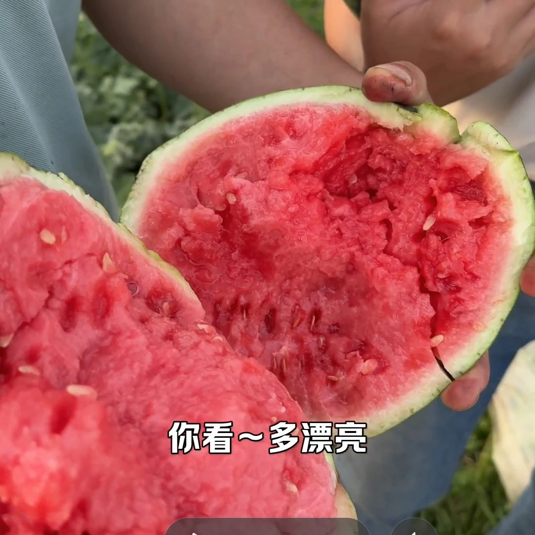 一区单果五老俵西瓜头茬无籽非嫁接西瓜精品美都8424西瓜