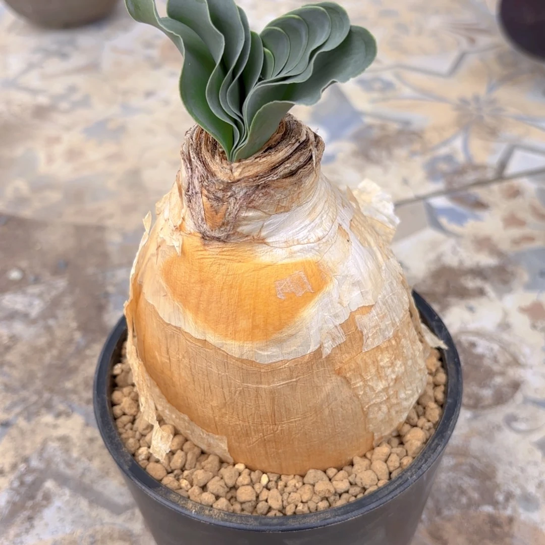 巨凤G g g g g g g g g g