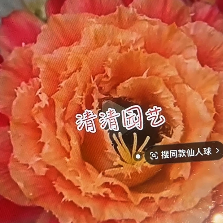 清清3-58侧牙瑕疵歪球体小黑点