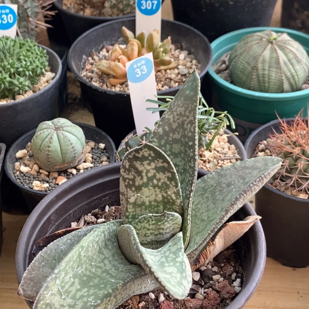 旋转卧牛一棵仙人球