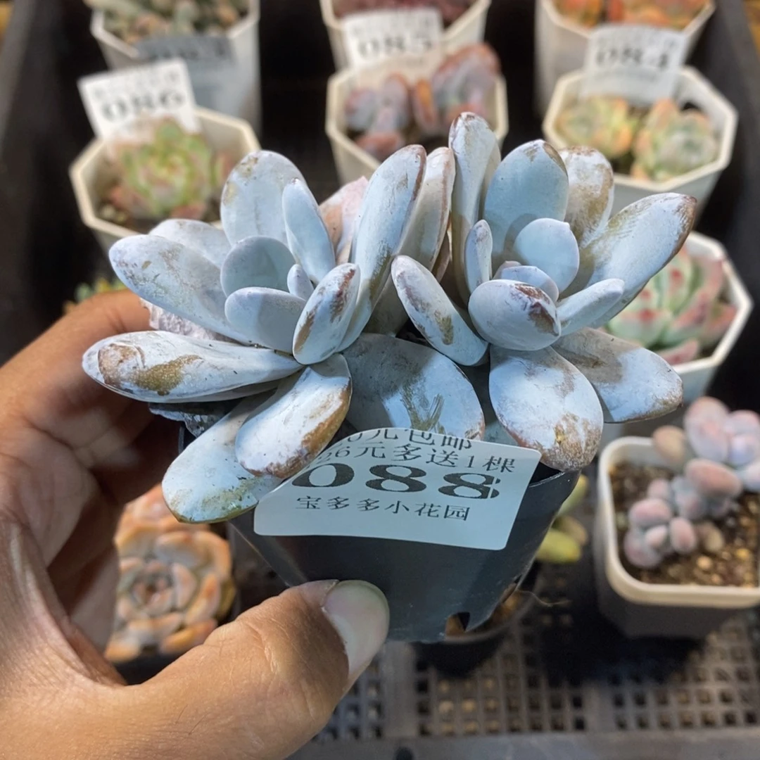 双头雪莲一物一拍满18包邮 满26送一颗多肉