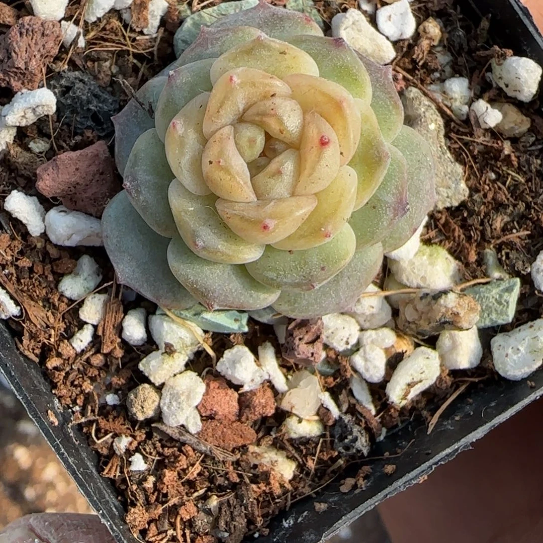 多肉小卡拉米糖心一物一拍