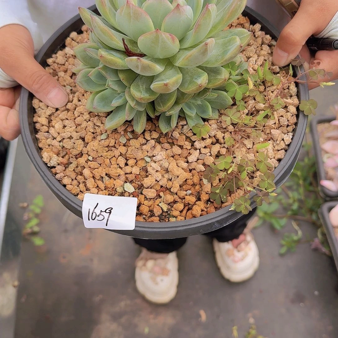 聆***、1659红鸾多肉植物