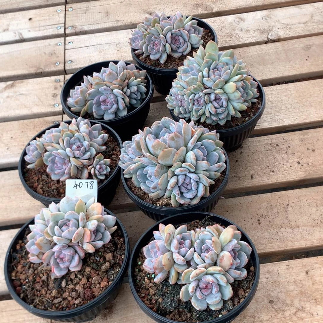 l***7石榴籽七颗多肉4078