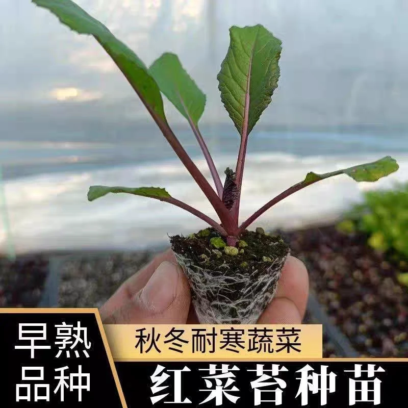 红菜苔种籽南方紫菜苔种子甜菜心菜花菜种油菜青菜尖秋季蔬菜种孑