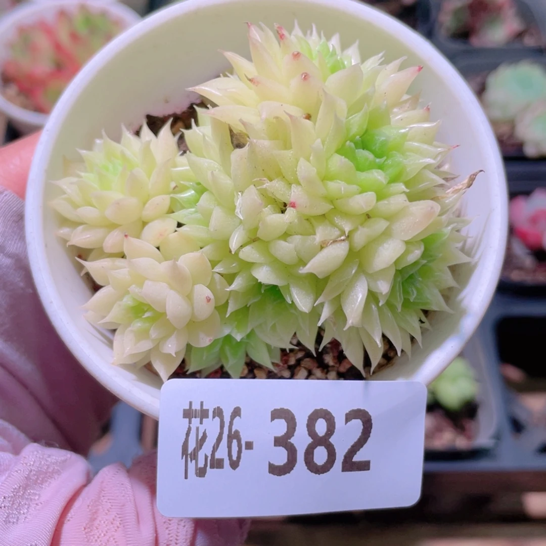 花利美26-382麦秆