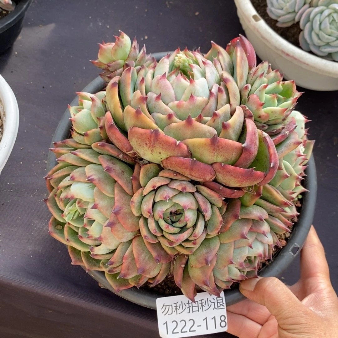 两单包邮1222-118惊鸿娃娃