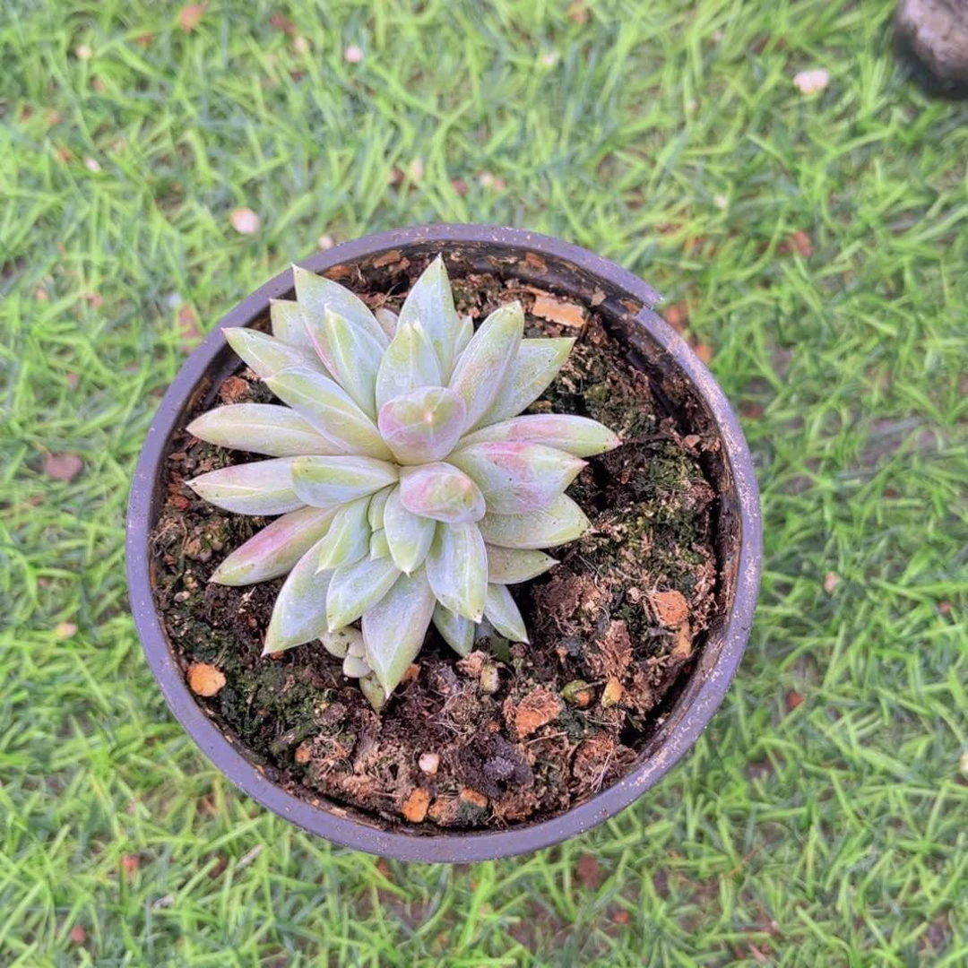 多肉植物多肉植物