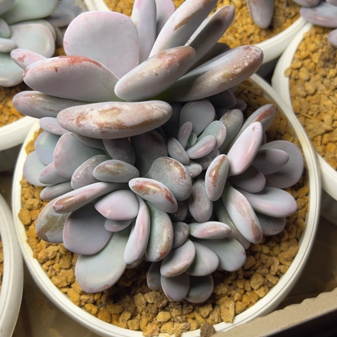 拉拉奶多肉植物39.8