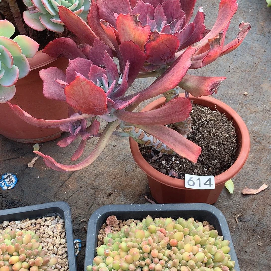 614钻石锦 一物一拍多肉