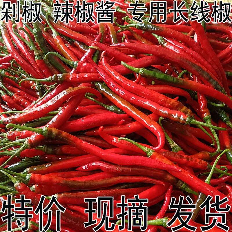 二荆条红线椒 新鲜 贵州特产 长线椒红辣椒 剁椒辣椒酱专用红海椒