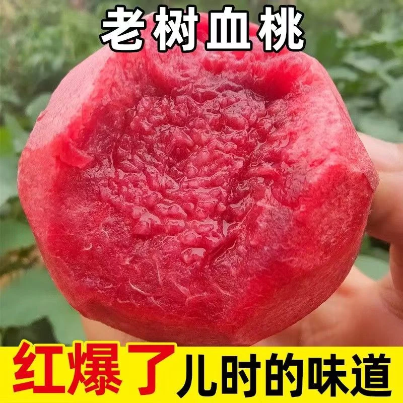 【血桃1】正宗头茬老树血桃当季孕妇水果新鲜胭脂血桃离核毛桃