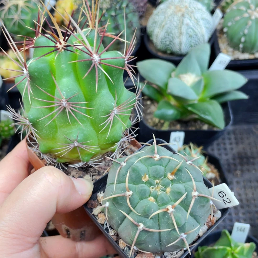 满25包邮盆5公分裸根发货