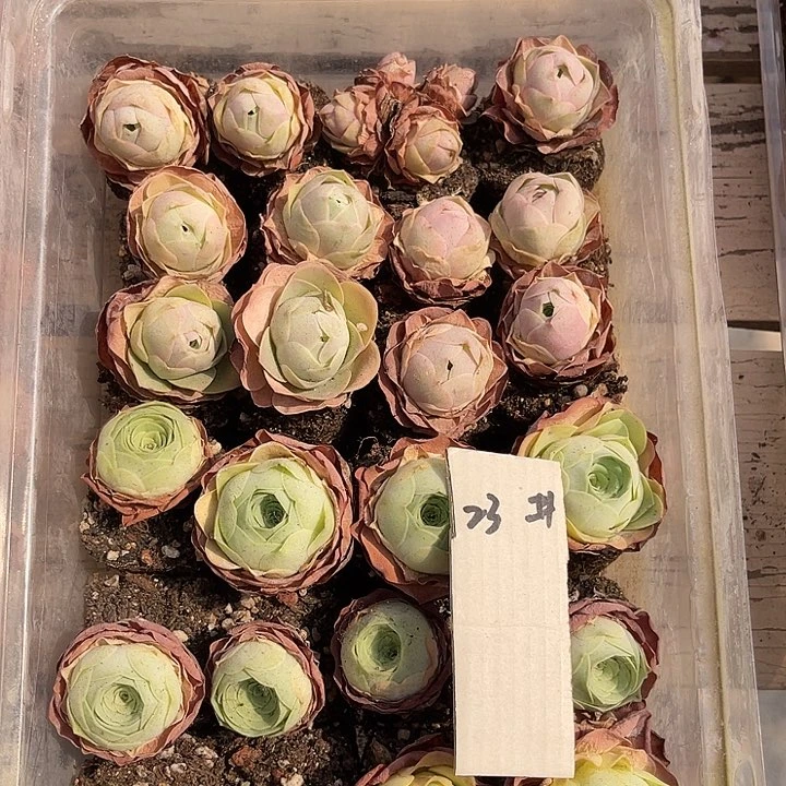 山地玫瑰23号，一物一拍24颗2.7cm左右