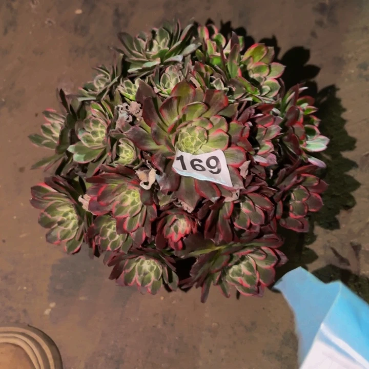 169粉海王多肉植物