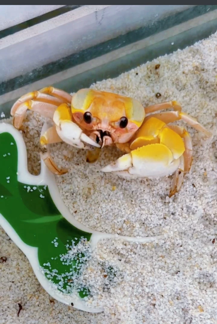 中华沙蟹大眼萌宠懒人易养淡水混养观赏水宠