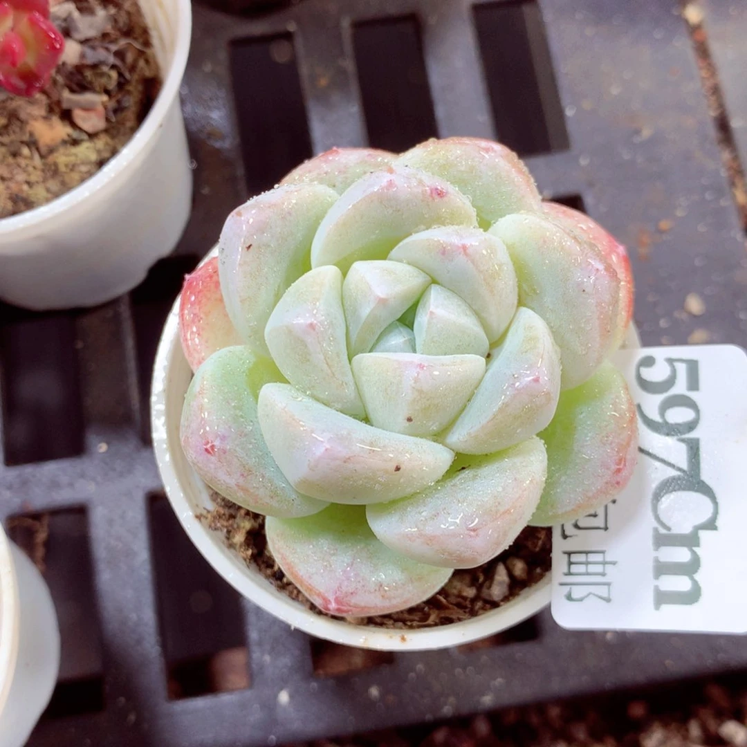 5厘米盆精控多肉597