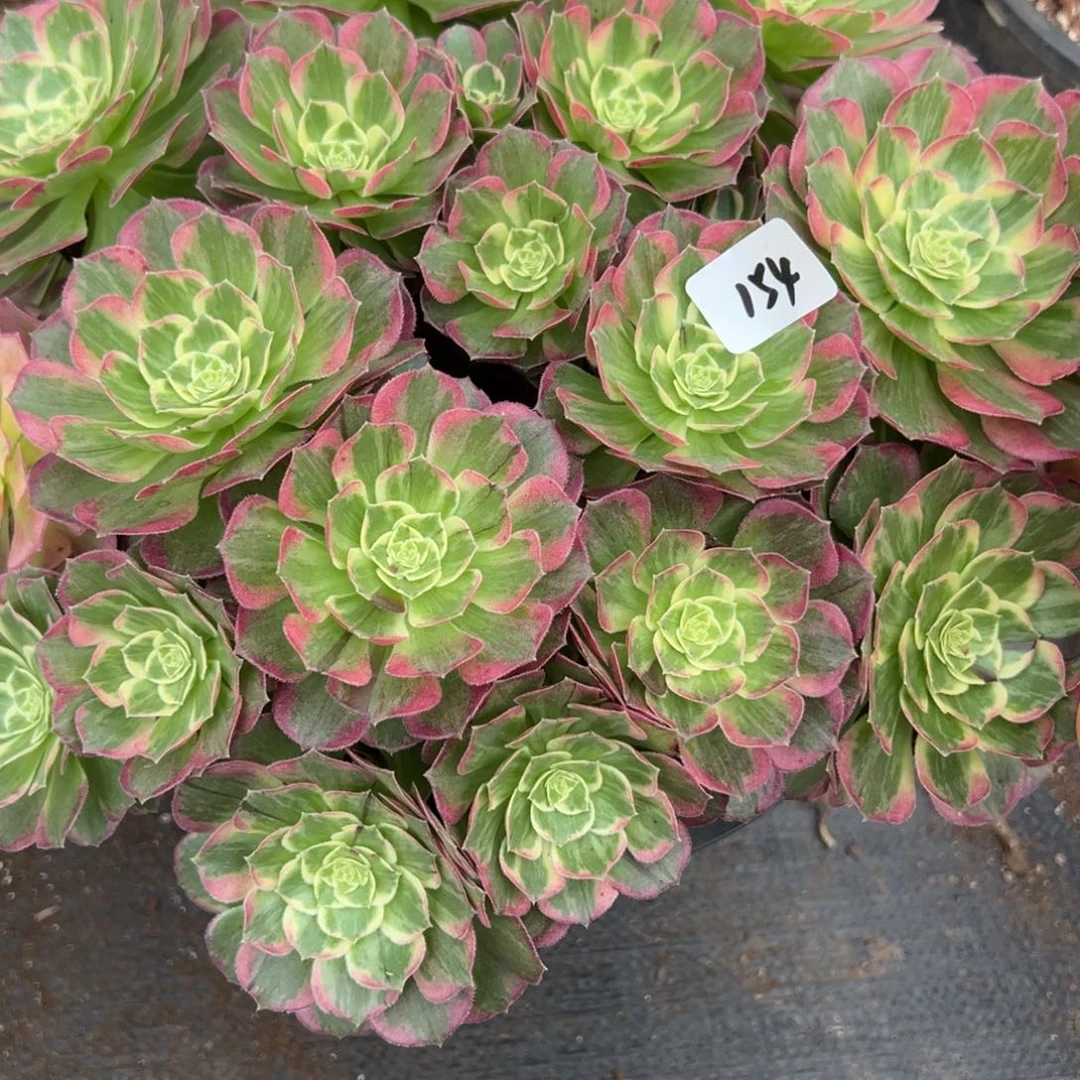 @***荷154水蜜桃多肉多肉多肉多肉