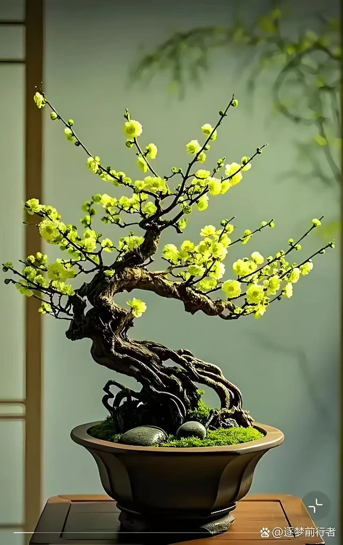 【特大老桩】特大金钱绿鄂梅梅花老桩耐寒耐旱带花芽发货