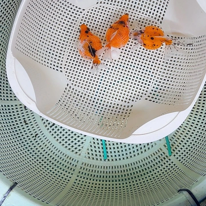 金鱼鼠头珍珠