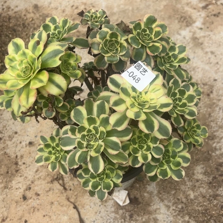 白兰地大丛林多肉植物048