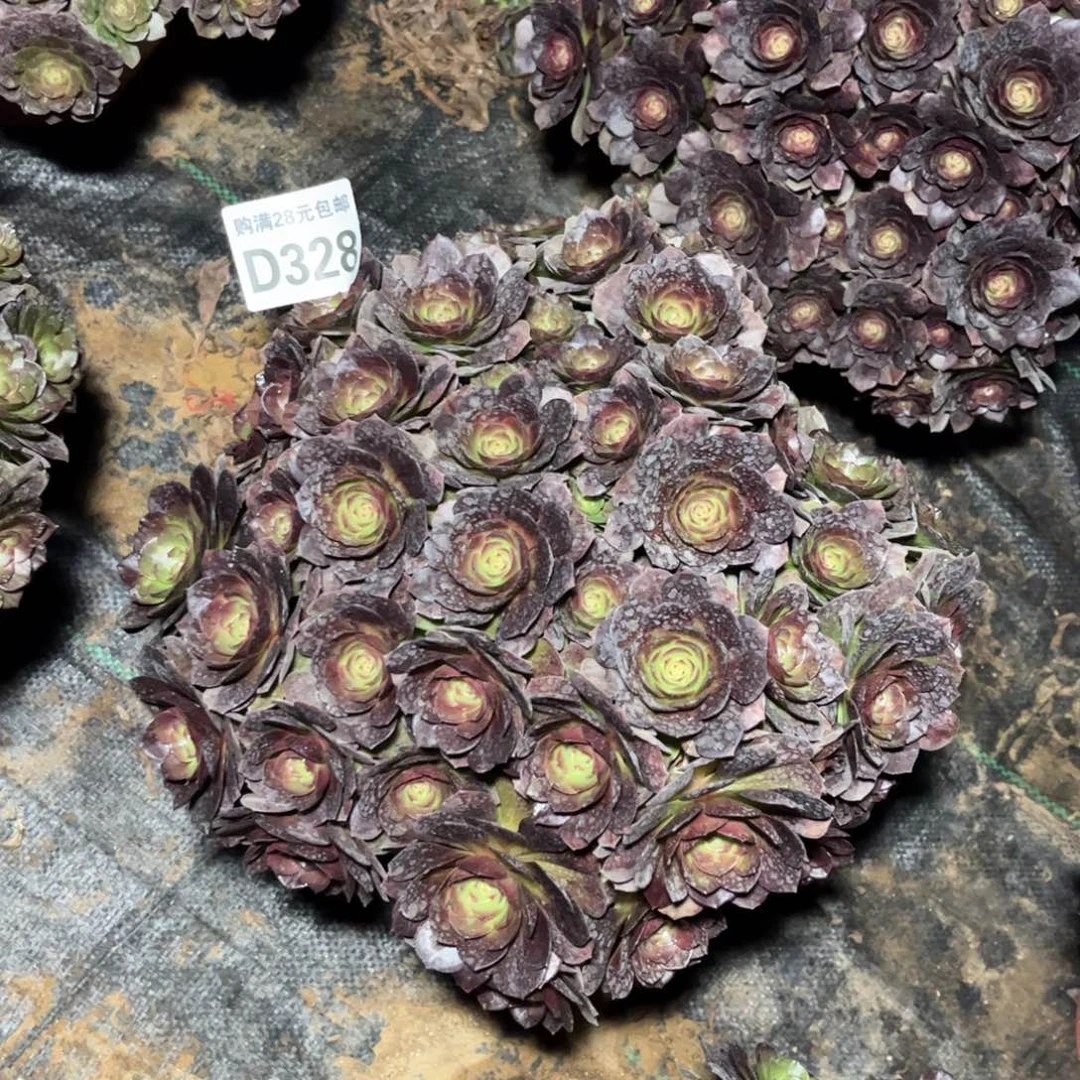 328多肉植物黑魔