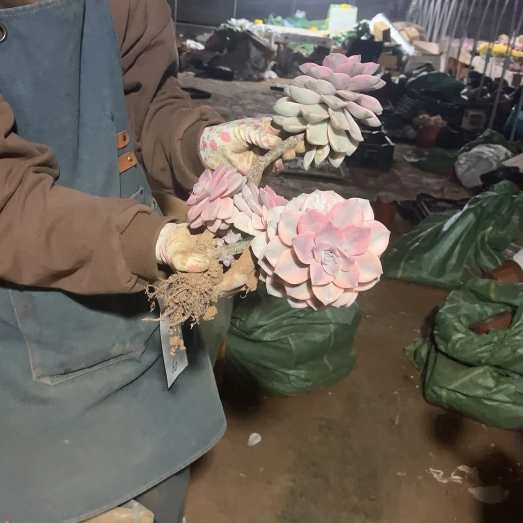 盼*盼多肉植物紫乐景60