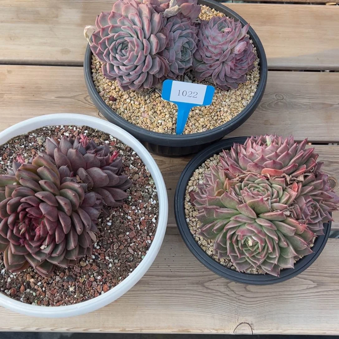 1022多肉多多多多多多多多多多多