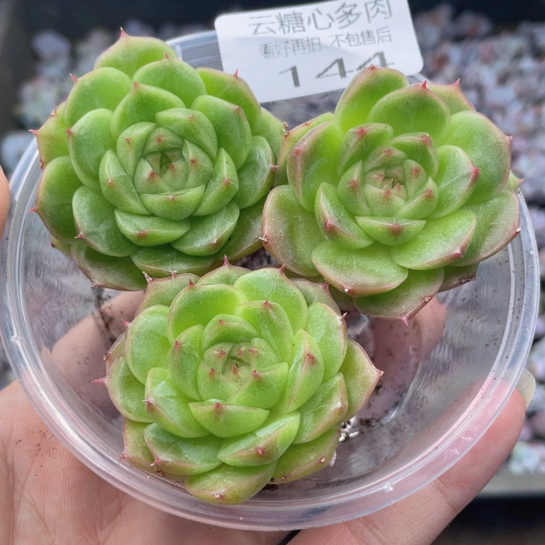 云糖心多肉植物144