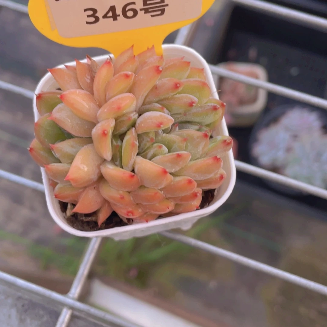 346号 龙头海洋之心缀化