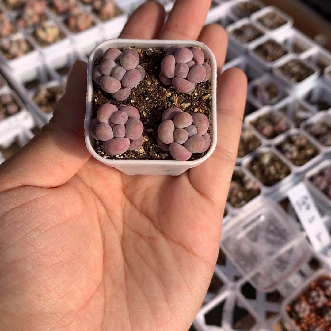 樱花奶多肉哈哈哈哈