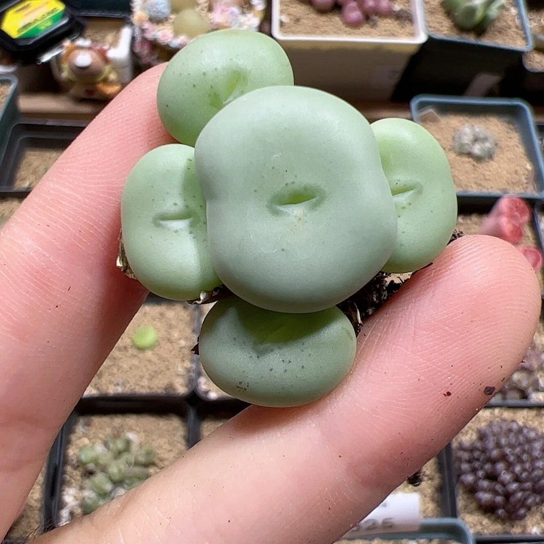 【闪购商品】83 饼