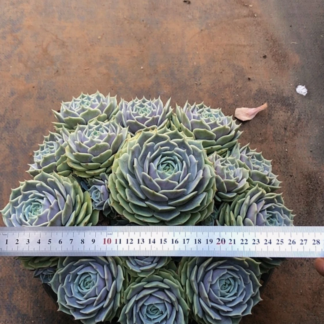 【闪购商品】露娜莲一物一拍