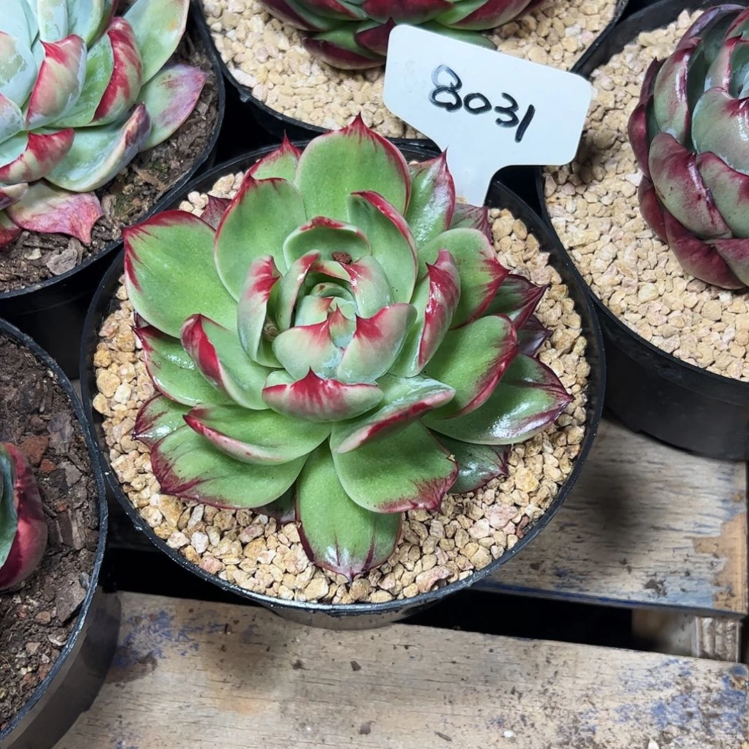 淡****惊鸿仙子一物一拍8031号